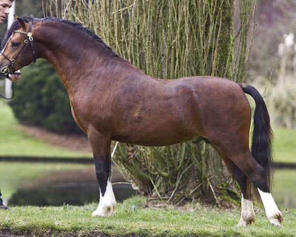 horse Ysselvlieds Irresistible (Welsh mountain pony (SEK.A), 2010, from Vechtzicht's Hywel)