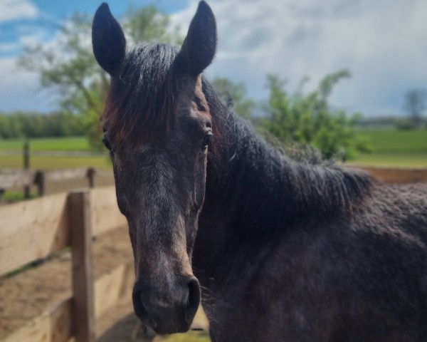 horse Cabella (German Sport Horse, 2023, from Cellado)
