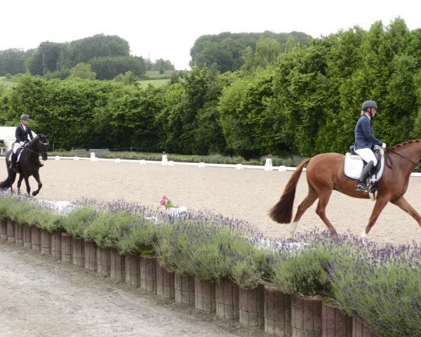 Reitturnier Lindlar - Reitanlage Dückers 2024