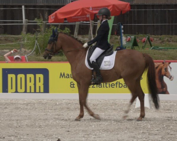 Reitturnier Holschdubrau 2024