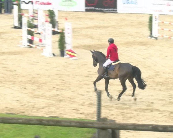 Reitturnier Wädenswil 2024