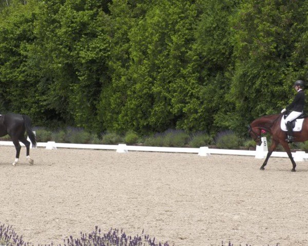 Reitturnier Lindlar - Reitanlage Dückers 2024