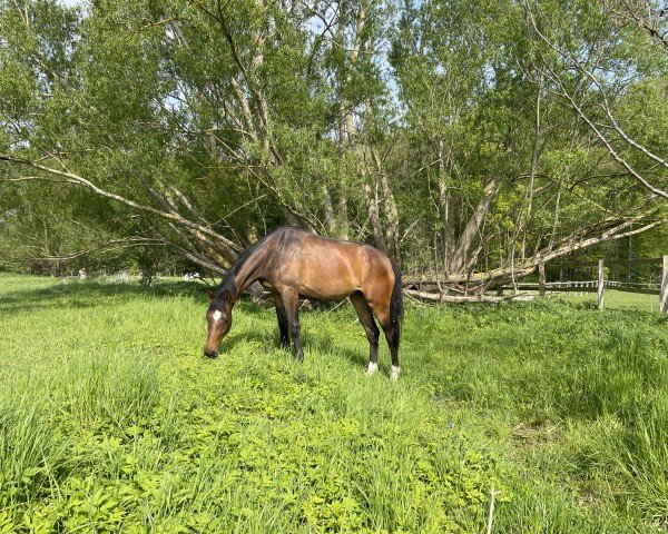 horse Sternschnuppe (Mecklenburg, 2021, from Sergeant Pepper I)