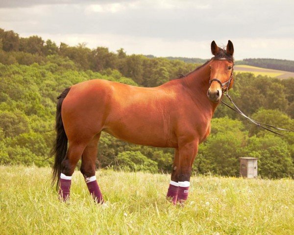 dressage horse Stina (Sachs-door. Heavy Warmbl., 2006, from Valerius Mo 1478)