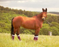 dressage horse Stina (Sachs-door. Heavy Warmbl., 2006, from Valerius Mo 1478)