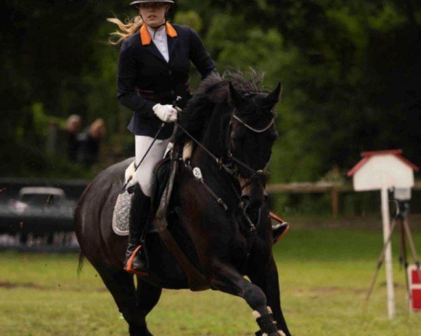 jumper Gangster B 3 (KWPN (Royal Dutch Sporthorse), 2017, from Galaxie)