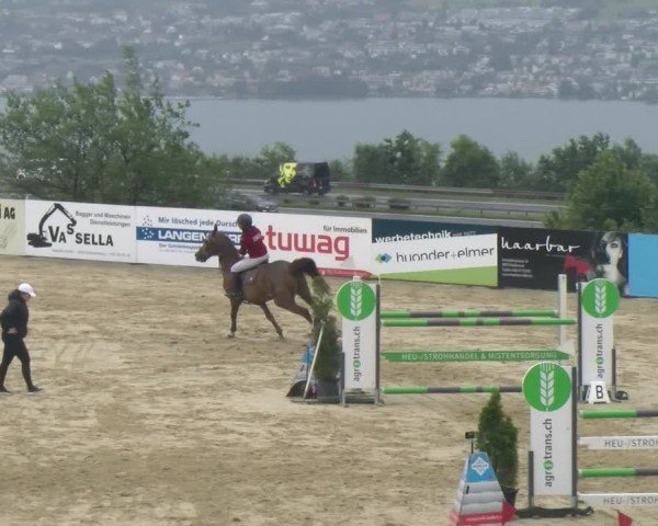 Reitturnier Wädenswil 2024