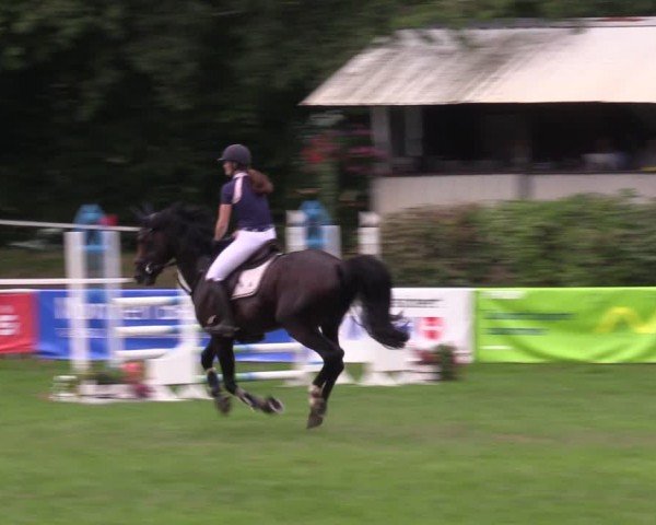Reitturnier Nienburg 2024