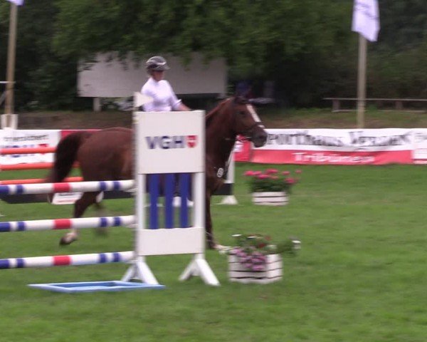 Reitturnier Nienburg 2024