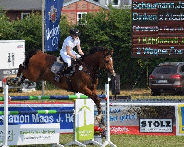 Springpferd Dalington Men (Holsteiner, 2015, von Dinken)