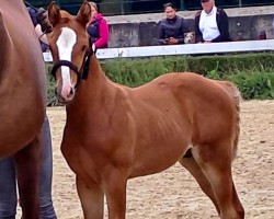 horse Hengst von Global Dancer / De Niro Gold (Westphalian, 2024, from Global Dancer)