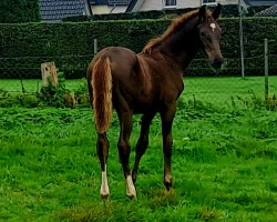 horse Vaiana HL (Westphalian, 2023, from Vision)