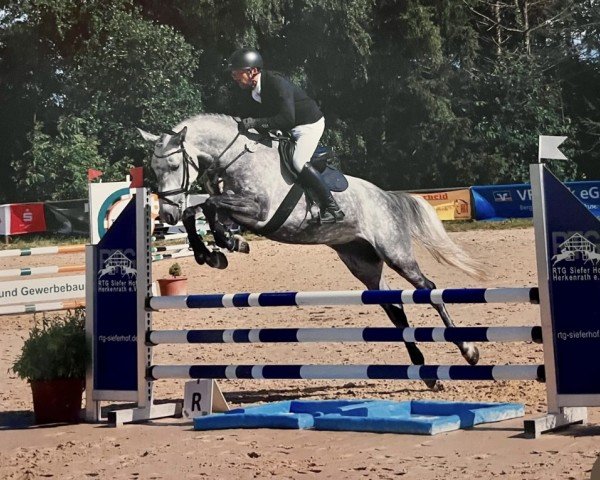 jumper Cupcake Cassie (Holsteiner, 2018, from Catch) jumper Cupcake Cassie (Holsteiner, 2018, from Catch)