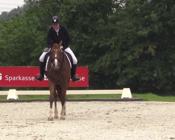Reitturnier Münster, St. Georg | Dressurtage am Aasee 2024
