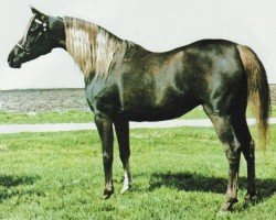 broodmare Nabielette ox (Arabian purebred, 1974, from Nabiel EAO)