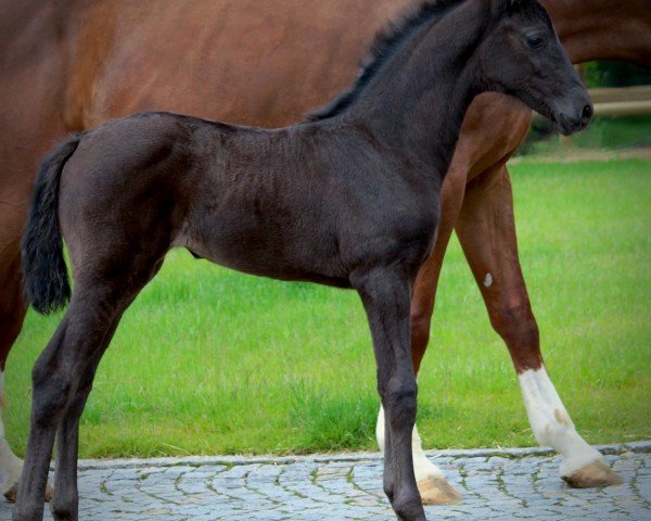 horse Lady Vienna (Oldenburg, 2024, from Vitalis)
