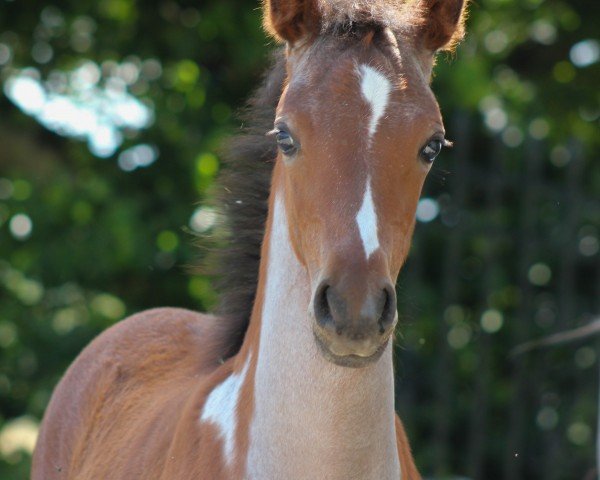 horse Great Vaiana P (German Riding Pony, 2024, from Golden Grey NRW)