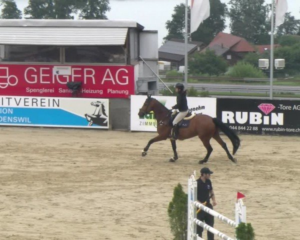 Reitturnier Wädenswil 2024