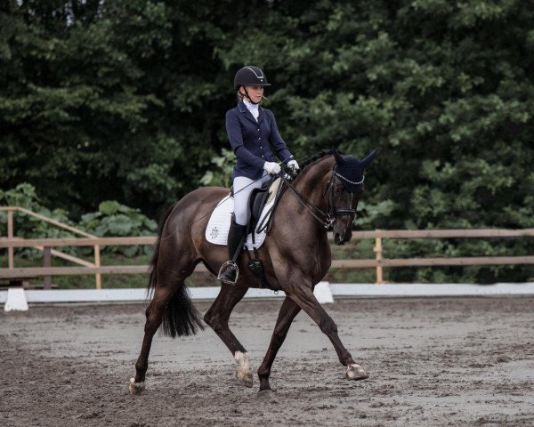 Dressurpferd Sterling (Trakehner, 2011, von Hirtentanz 2) Dressurpferd Sterling (Trakehner, 2011, von Hirtentanz 2)