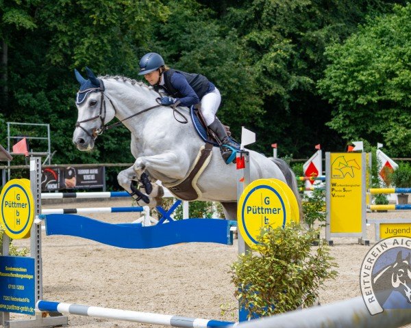 Springpferd Classic Queen 3 (Deutsches Sportpferd, 2010, von Colestus) Springpferd Classic Queen 3 (Deutsches Sportpferd, 2010, von Colestus)