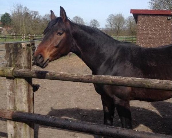 jumper Bilbo (Westphalian, 2013, from Belconi)