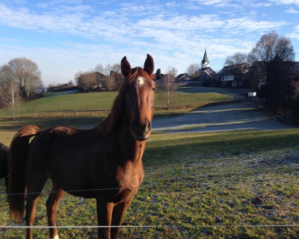 horse Lumos (Bavarian, 2014, from Le Mans)