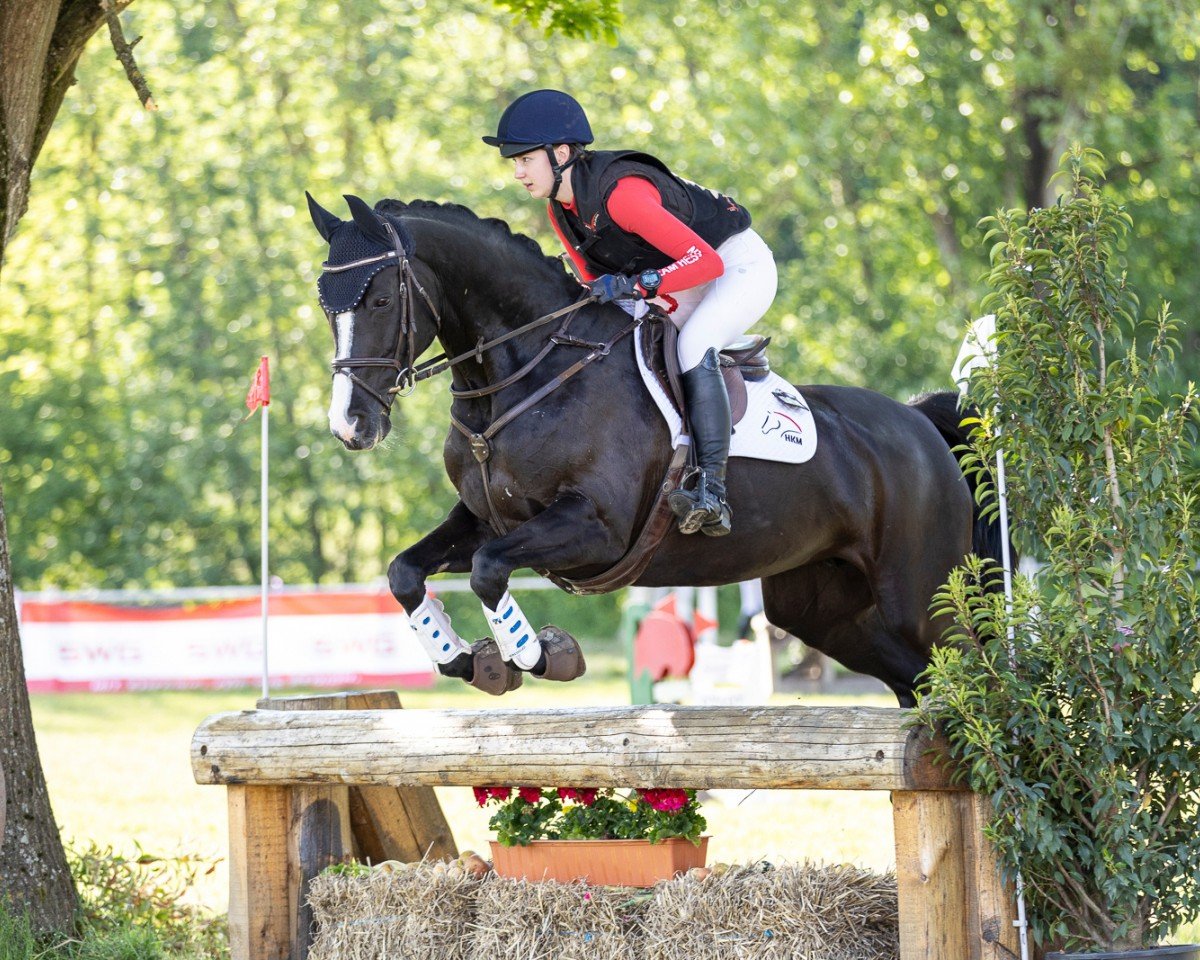 broodmare Contessa Zd (Württemberger, 2009, from Conteur)
