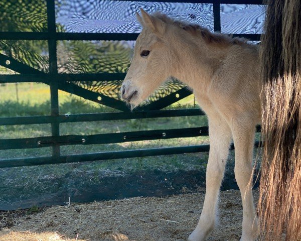 horse Bella (Fjord Horse, 2024, from Goliath)
