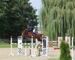 jumper Monte Cristo (Hanoverian, 2016, from Coupe de Coeur 2)