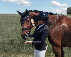 Dressurpferd Indigo 163 (KWPN (Niederländisches Warmblut), 2013, von Glock's Johnson Tn)
