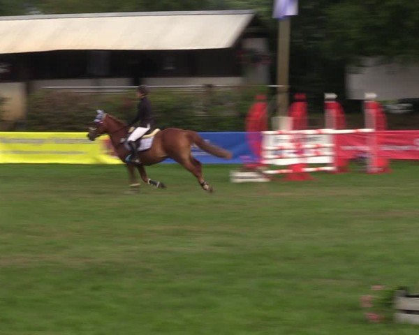 Reitturnier Nienburg 2024