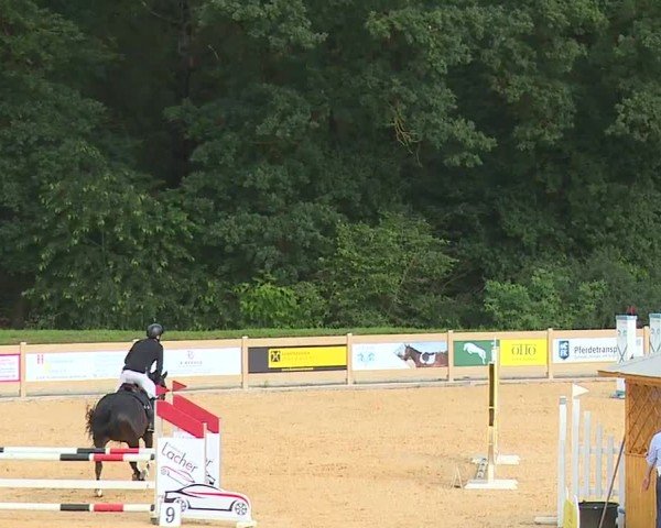 Reitturnier Tiefenhof/Opf. 2024