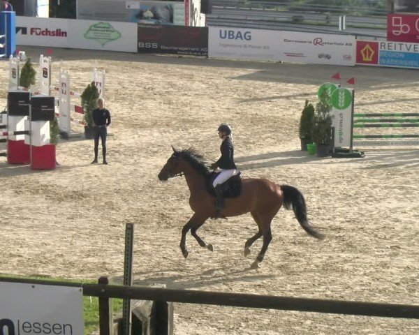 Reitturnier Wädenswil 2024