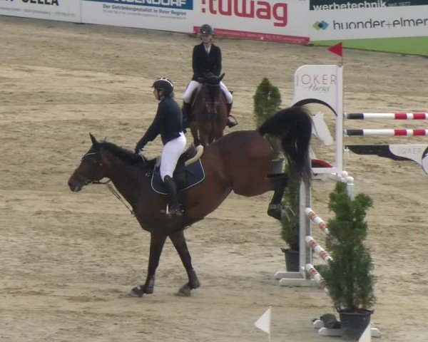 Reitturnier Wädenswil 2024