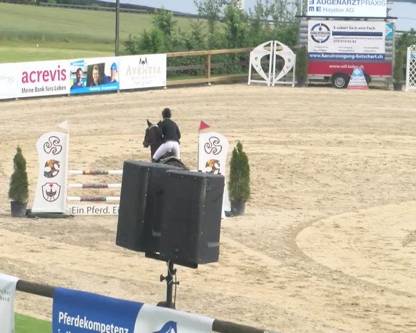Reitturnier Wädenswil 2024