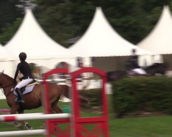 Reitturnier Nienburg 2024