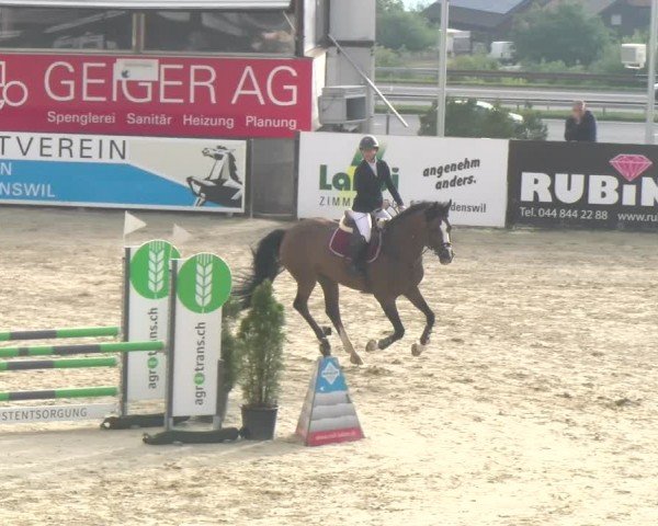 Reitturnier Wädenswil 2024