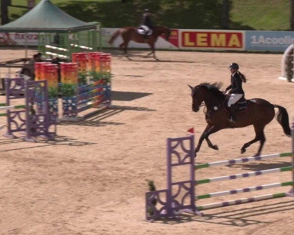 Reitturnier Stadl-Paura 2024