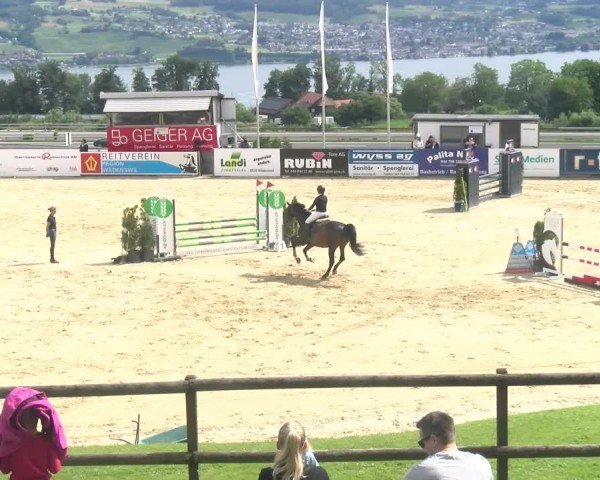Reitturnier Wädenswil 2024