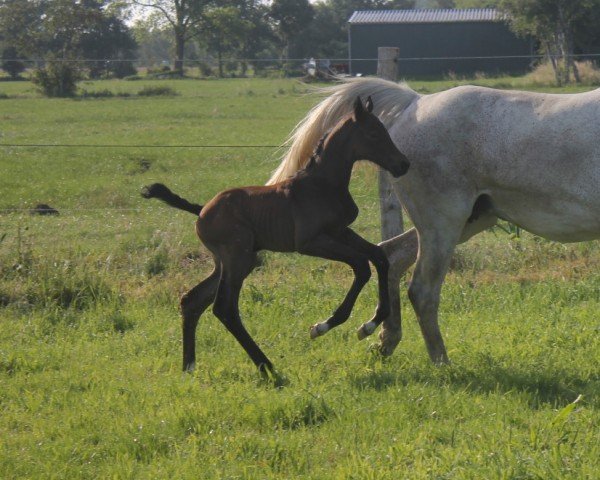 broodmare Don't Touch Fina HP (Hanoverian, 2024, from Dourkhan Hero Z)