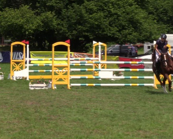 Reitturnier Nienburg 2024