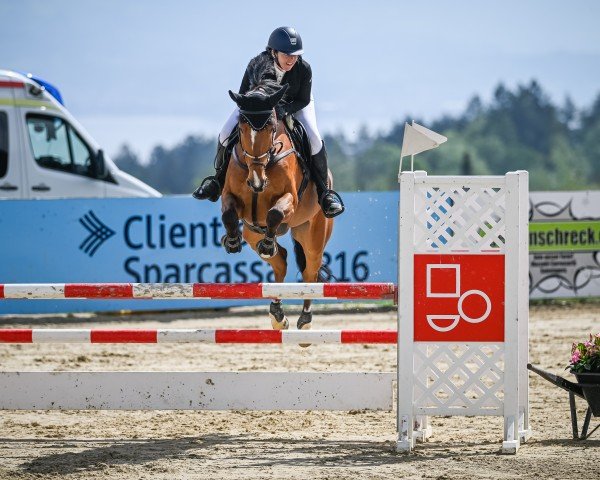 jumper Harpe de La Cense (Selle Français, 2017, from Lauterbach)