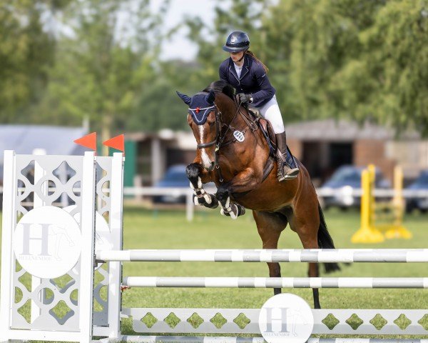 Springpferd Miss Mabel (Holsteiner, 2019, von Quibery 3) Springpferd Miss Mabel (Holsteiner, 2019, von Quibery 3)