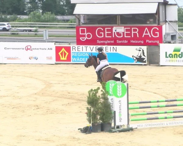 Reitturnier Wädenswil 2024