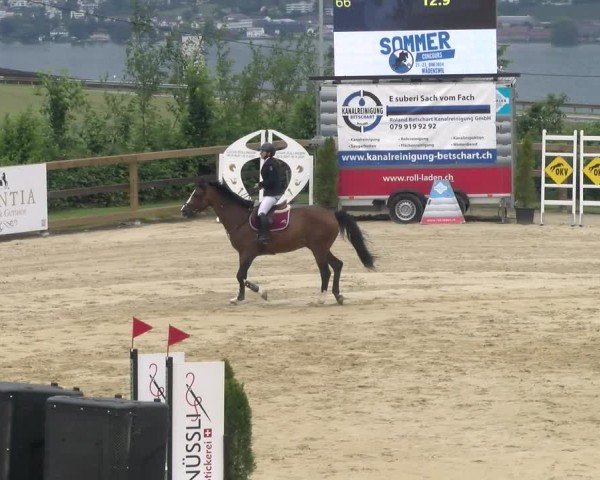 Reitturnier Wädenswil 2024