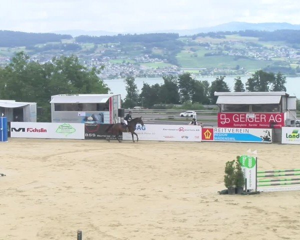 Reitturnier Wädenswil 2024