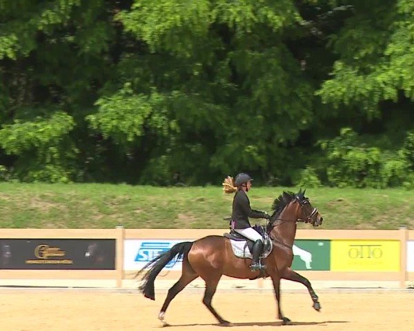 Reitturnier Tiefenhof/Opf. 2024