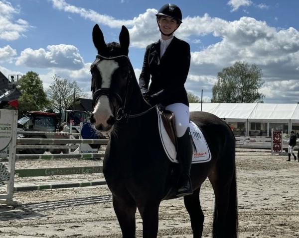 jumper Grace 541 (Westphalian, 2020, from Goldberg)