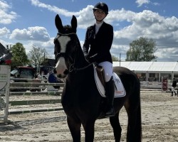 Springpferd Grace 541 (Westfale, 2020, von Goldberg)