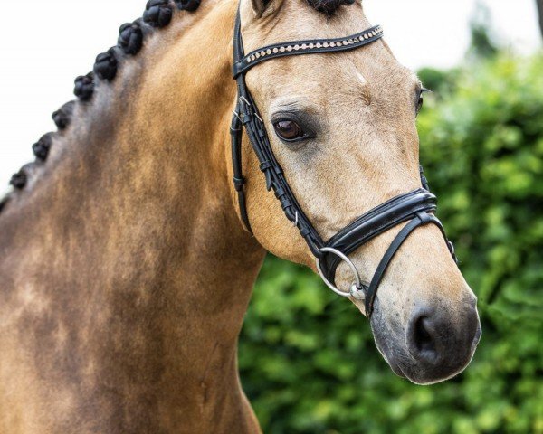 jumper Sulaatik's Vidoc (New Forest Pony, 2010, from Sulaatik's Versace) jumper Sulaatik's Vidoc (New Forest Pony, 2010, from Sulaatik's Versace)